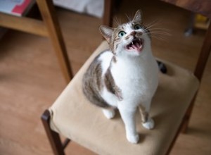 Varför jamar vissa katter mer än andra?