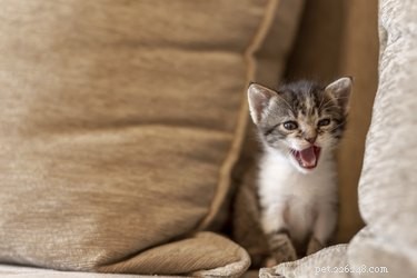 Почему некоторые кошки мяукают чаще, чем другие?
