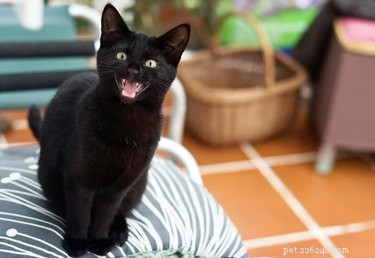 왜 일부 고양이는 다른 고양이보다 더 많이 야옹합니까?