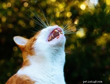 Cosa significa quando un gatto ulula?