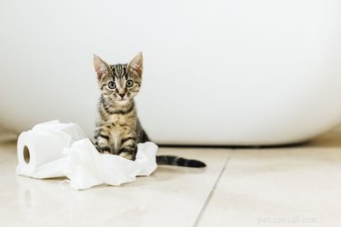 Por que os gatos trituram papel higiênico?