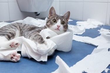 Proč kočky drtí toaletní papír?