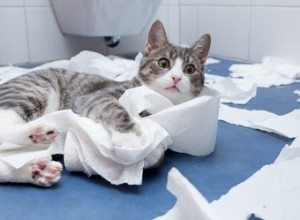 なぜ猫はトイレットペーパーを細断するのですか？ 