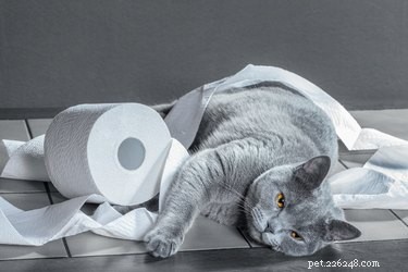 Por que os gatos trituram papel higiênico?