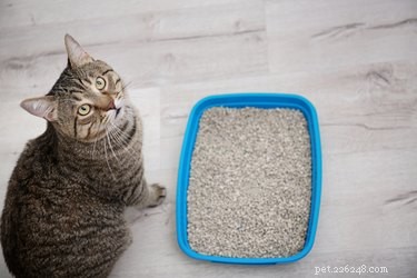 고양이가 소변을 뿌리는 이유는 무엇입니까?
