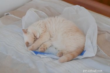 Waarom zijn katten zo geobsedeerd door plastic zakken?