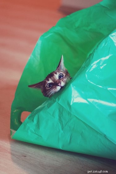 なぜ猫はビニール袋に夢中になっているのですか？ 