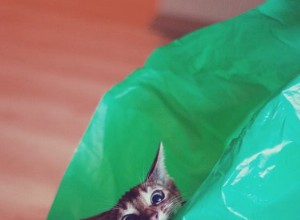 Varför är katter besatta av plastpåsar?