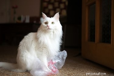 Waarom zijn katten zo geobsedeerd door plastic zakken?