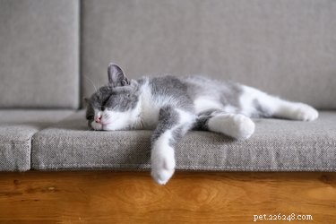 Varför sover katter så mycket?