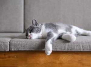 Por que os gatos dormem tanto?