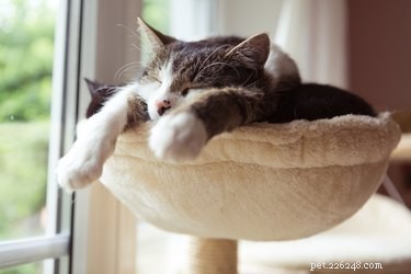 Perché i gatti dormono così tanto?