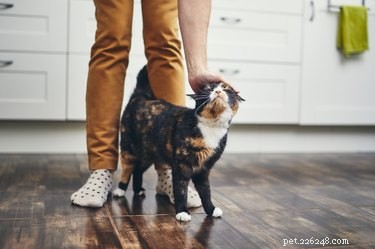 Por que meu gato prefere meu namorado?