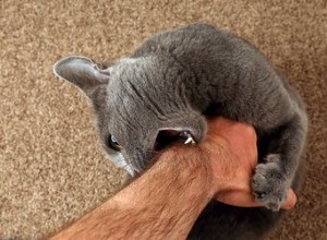 猫があなたを噛んだ場合の対処法 