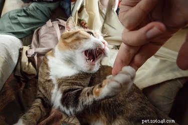 Wat te doen als een kat je bijt