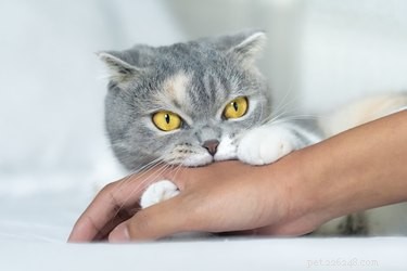 Varför biter min katt mig när jag klappar henne?