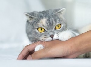 Por que meu gato me morde quando faço carinho nele?