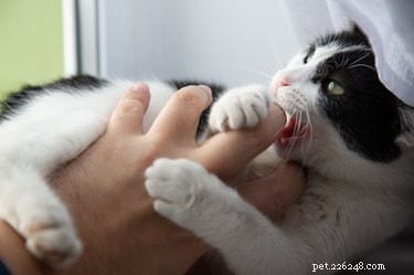 猫がペットを飼うと、なぜ私を噛むのですか？