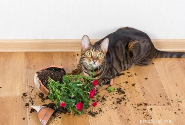 Por que os gatos derrubam coisas das mesas?