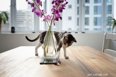 Perché i gatti buttano giù le cose dai tavoli?