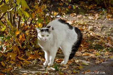 O que significa quando um gato arqueia as costas?