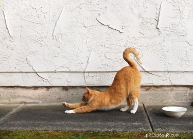 Vad betyder det när en katt böjer ryggen?