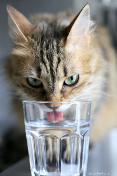 Почему моя кошка пьет воду из моего стакана?