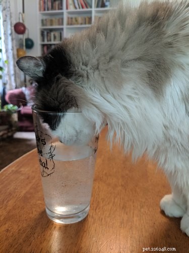 Почему моя кошка пьет воду из моего стакана?