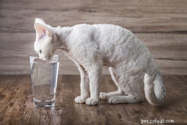 Proč moje kočka pije z mé vodní sklenice?