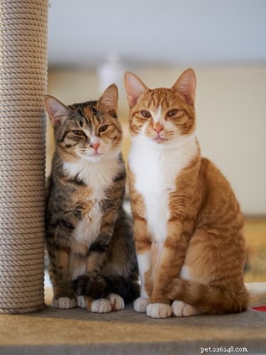 Влияют ли на кошек настроения других кошек?
