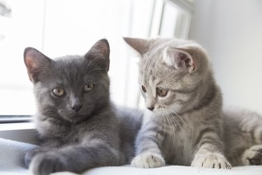 Os gatos são afetados pelo humor de outros gatos?