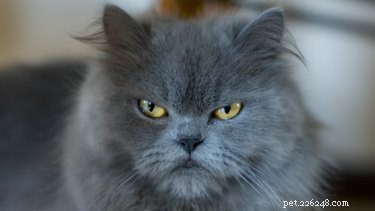 Cinq choses que vous faites qui mettent votre chat en colère