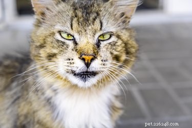 5 dingen die je doet die je kat boos maken