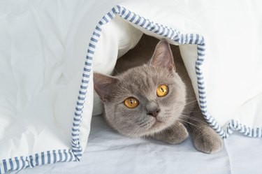 Pourquoi mon chat s enfouit-il sous les couvertures ?