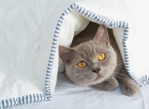 Por que meu gato se esconde debaixo das cobertas?