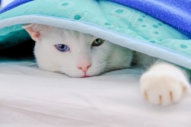 Почему моя кошка зарывается под одеяло?