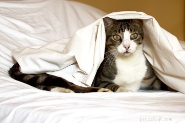 Почему моя кошка зарывается под одеяло?