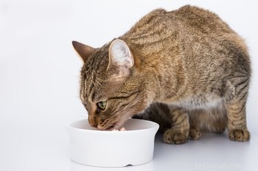 Proč se moje kočka po jídle ráda mazlí?
