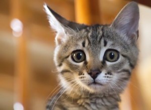 10 tekenen dat uw kat gestrest is