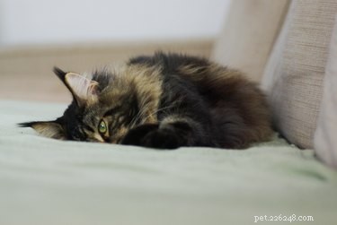 10 sinais de que seu gato está estressado