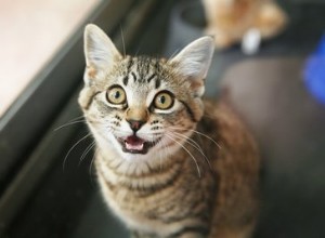 고양이의 트릴링이란 무엇입니까?
