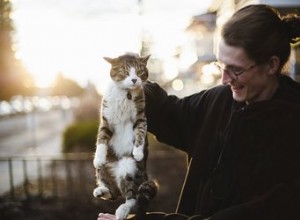Как безопасно привязать кошку в чрезвычайной ситуации