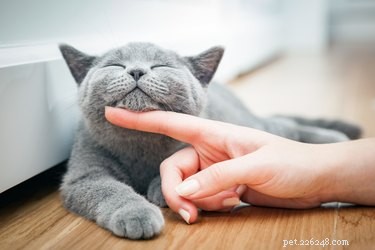 Waarom houden katten ervan om op hun kin geaaid te worden?