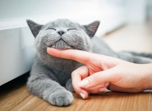 Perché ai gatti piace essere accarezzati sul mento?