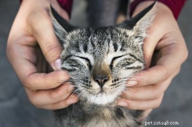 Waarom houden katten ervan om op hun kin geaaid te worden?