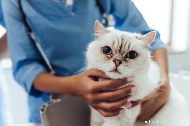 고양이는 왜 턱에 애완동물이 되는 것을 좋아합니까?
