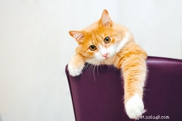 猫の異食症とは何ですか？ 