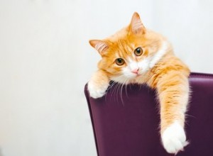 Cos è Pica nei gatti?