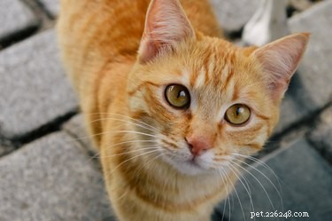 猫の異食症とは何ですか？ 