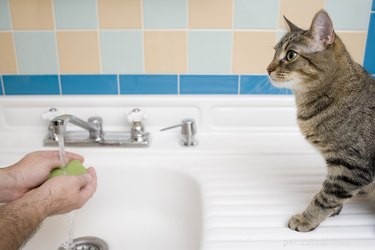 Proč moje kočka jí mýdlo?